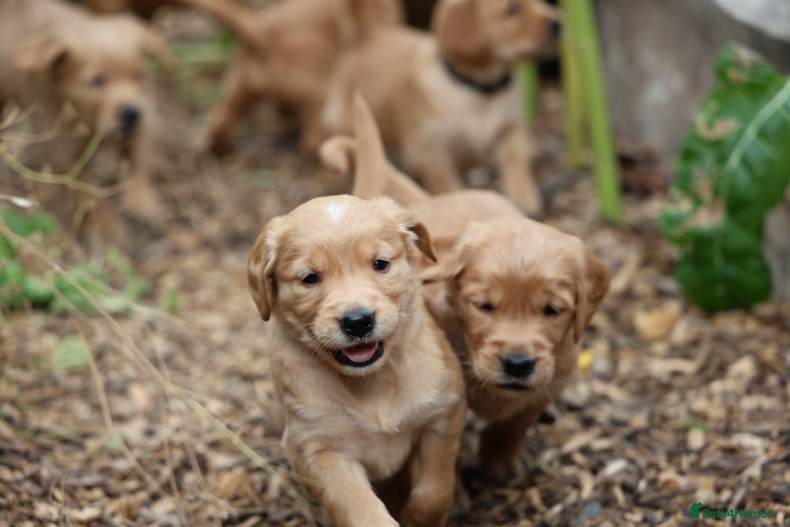 Golden Retriever dogs Dark Red KC Registered Working Golden Retrievers - Advert 2