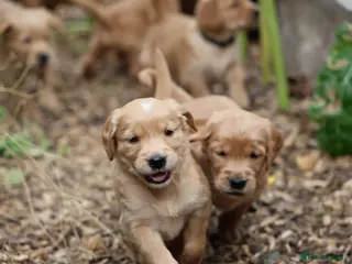 Golden Retriever dogs Dark Red KC Registered Working Golden Retrievers - Advert 2