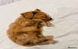 Cockapoo dogs for sale: Gorgeous last cockapoo boy available - ready to go - Image 3