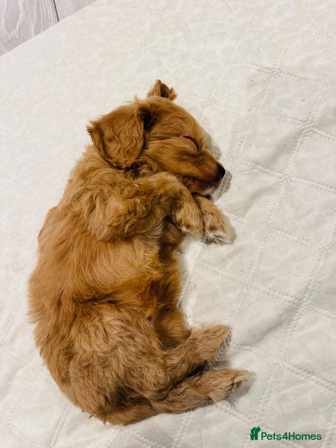 Cockapoo dogs for sale: Gorgeous last cockapoo boy available - ready to go - Image 3