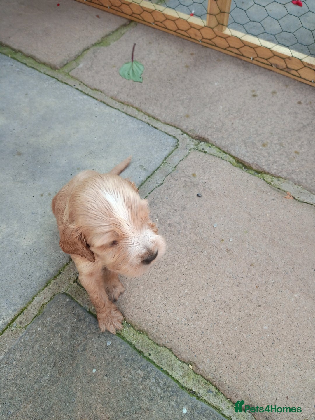 Cocker Spaniel dogs for sale: KC reg show cocker spaniel puppies  - Image 6