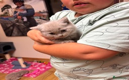 British Shorthair cats for sale: GCCF registered lilac kittens  - Image 3
