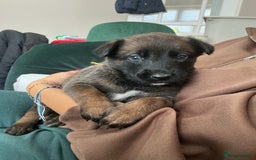 Belgian Shepherd Dog dogs for sale: 6 adorable Belgian malinois puppy's for sale  - Image 11