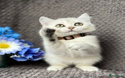 British Shorthair cats for sale: TICA registered British Shorthair kittens - Image 12