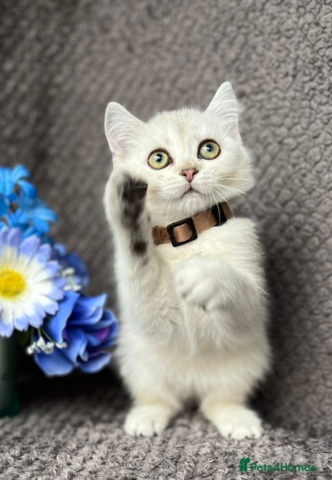British Shorthair cats for sale: TICA registered British Shorthair kittens - Image 12