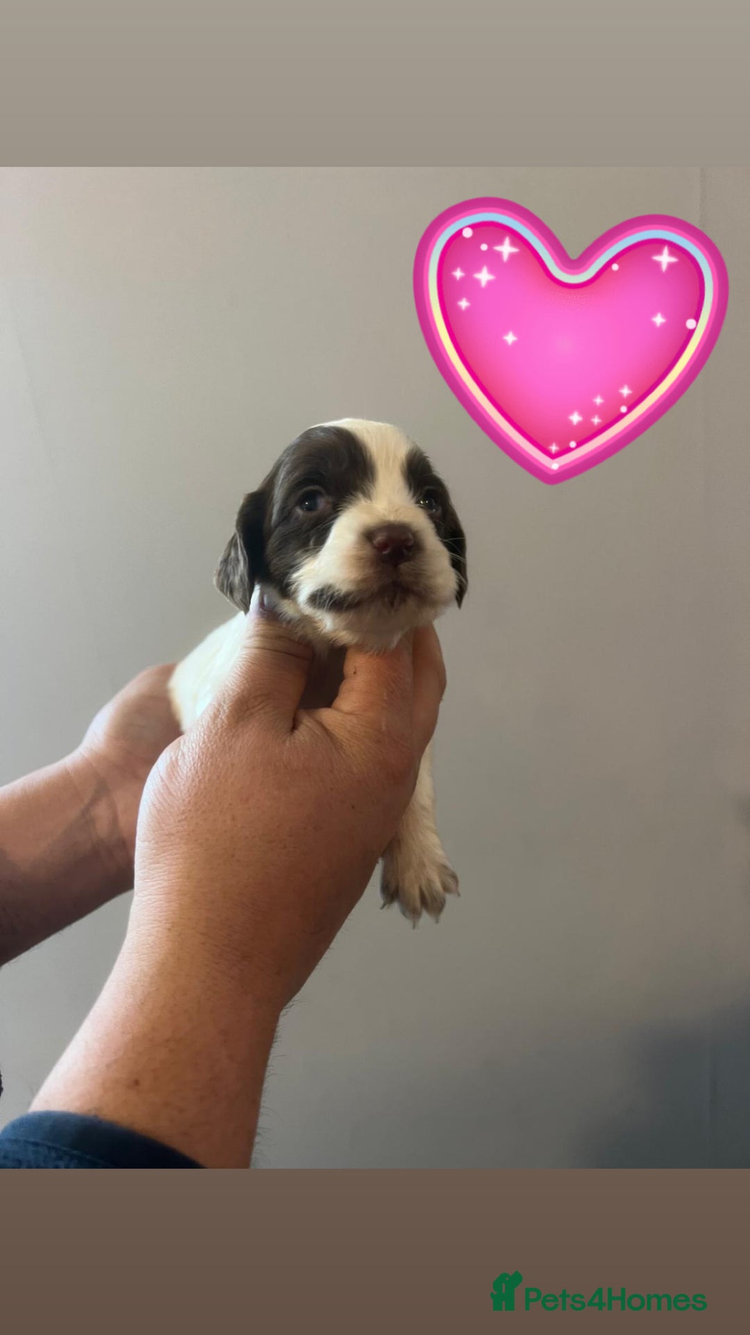 Sprocker dogs for sale: Sprocker spaniel puppies  - Advert 3