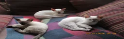 Siamese cats for sale: siamese kittens - Advert 3