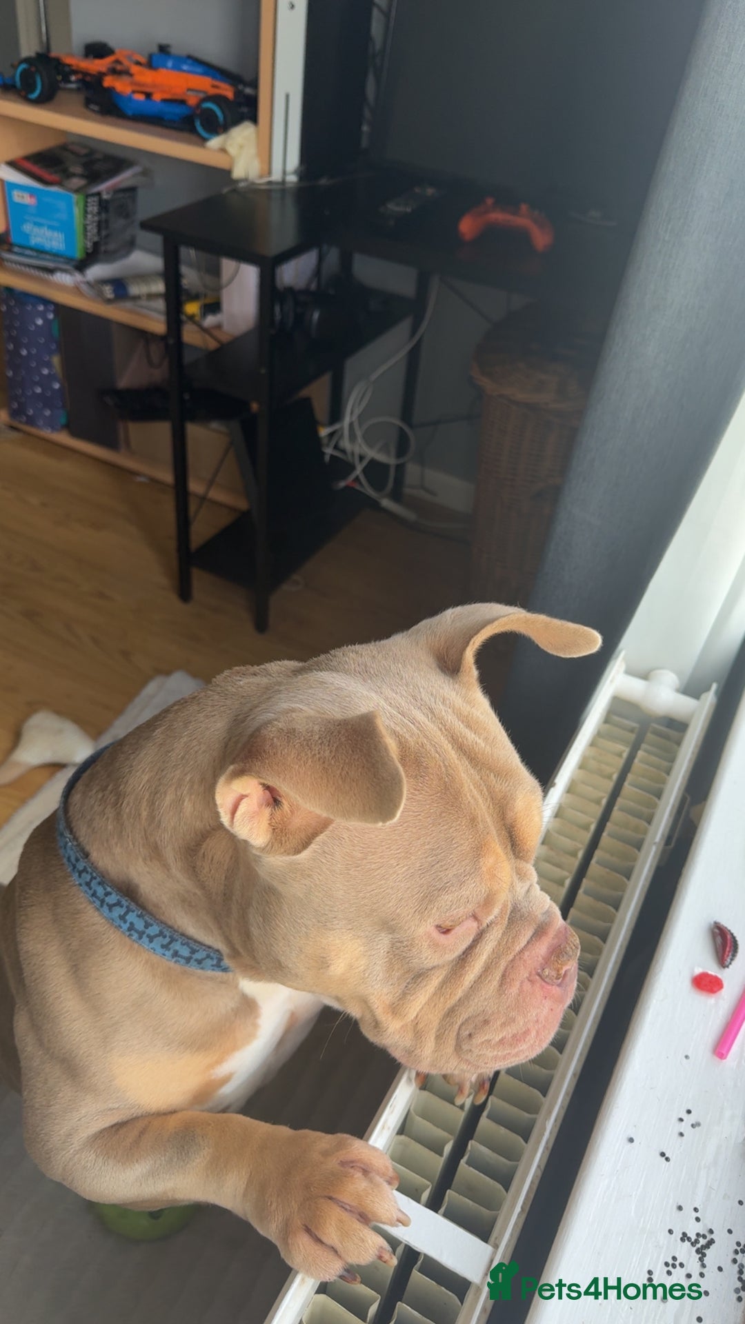 Mixed Breed dogs for sale: Male American bulldog pocket  - Advert 3
