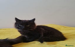 Domestic Shorthair cats for sale: 2 boys with mum - Image 3