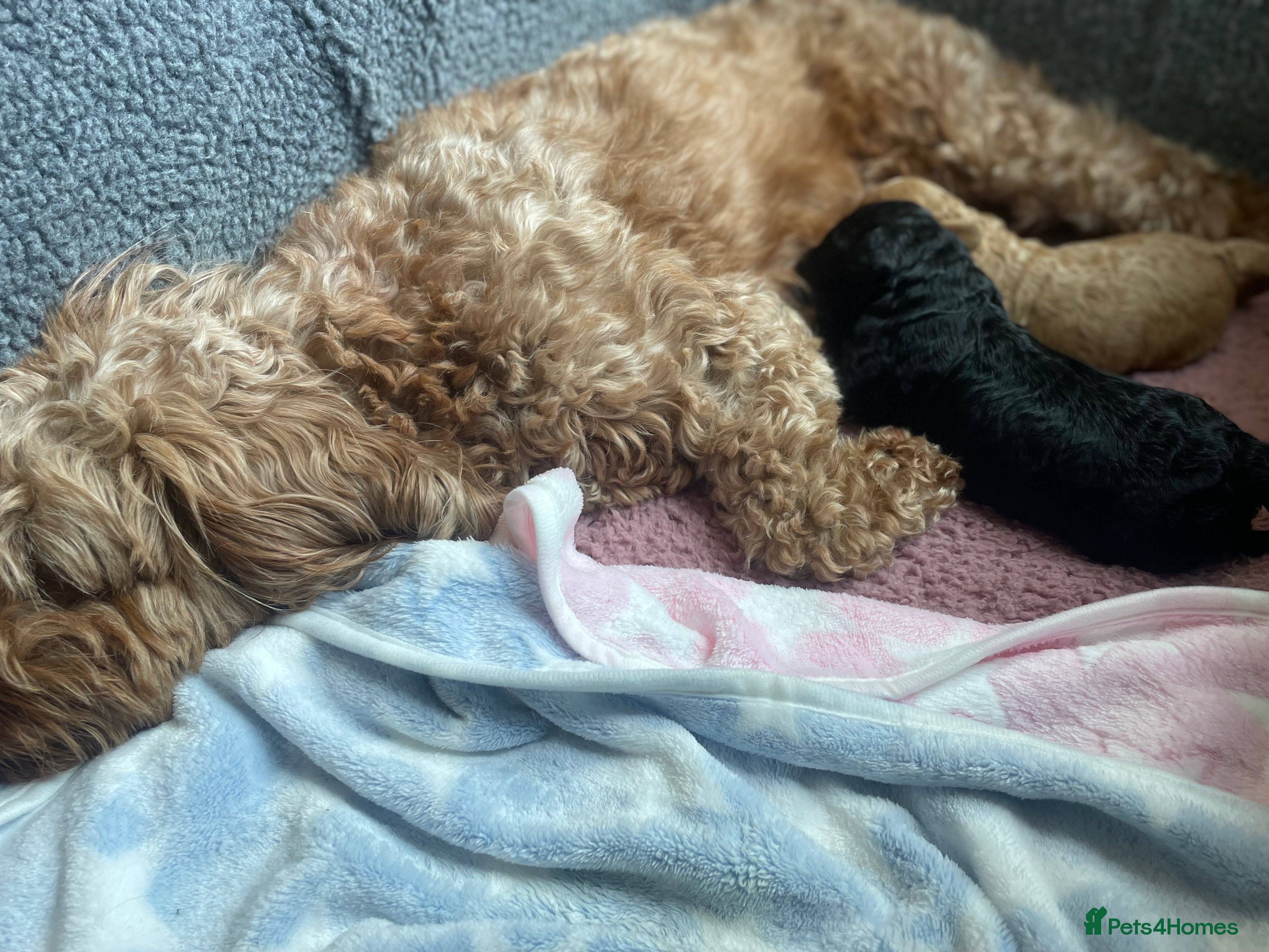Cockapoo dogs Home Reared F2b Cockapoo Puppies  - Advert 1