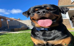 Rottweiler dogs for sale: AMAZING PEDIGREE REGISTERED ROTTWEILER PUPPIES - Image 20