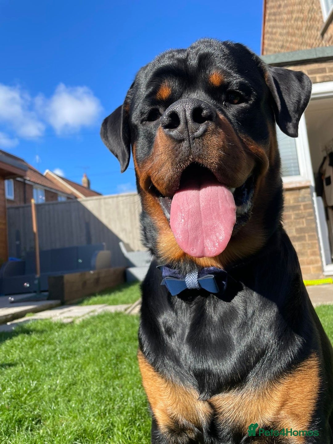 Rottweiler dogs for sale: AMAZING PEDIGREE REGISTERED ROTTWEILER PUPPIES - Image 20