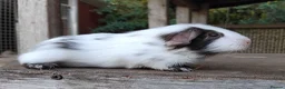 Guinea Pig rodents for sale: Swiss, Dalmation,Chocolate, Tort & White baby boys - Advert 8