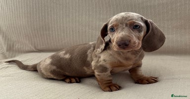 Miniature Dachshund dogs - Advert 10