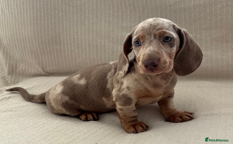 Miniature Dachshund dogs - Advert 2