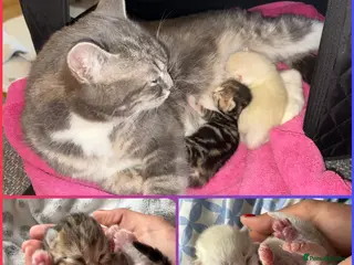 British Shorthair cats BSH cross Ragdol/grey tabby, kittens FEMALE MALE - Advert 1