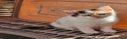Mixed Breed cats for sale: Adorable 6 kittens Looking for Their Loving Homes! - Advert 6