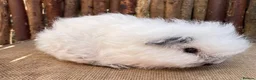 Guinea Pig rodents for sale: Swiss teddy babies - Advert 4