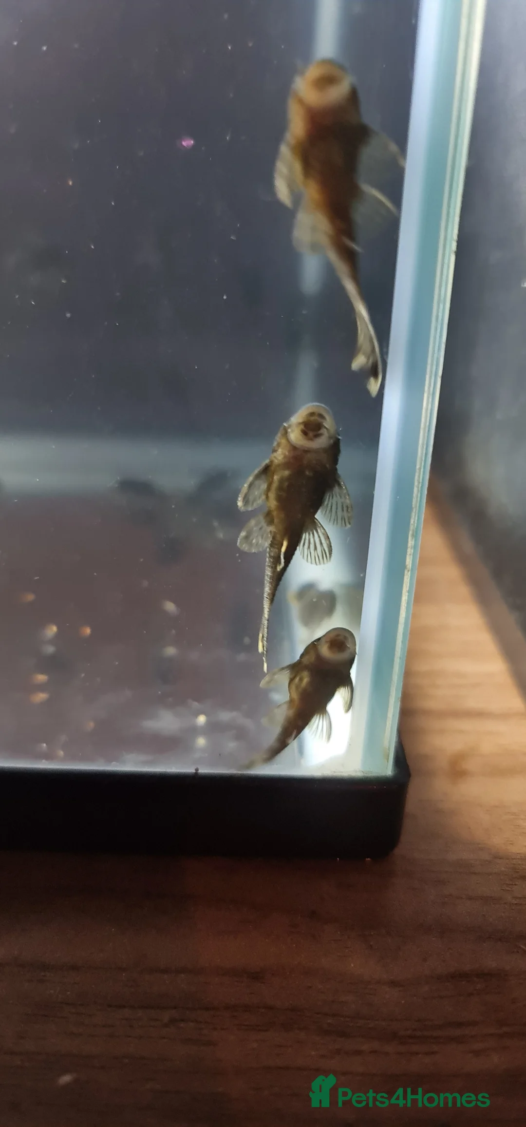 Plecos fish for sale: Baby bristlenose plecos  - Advert 4