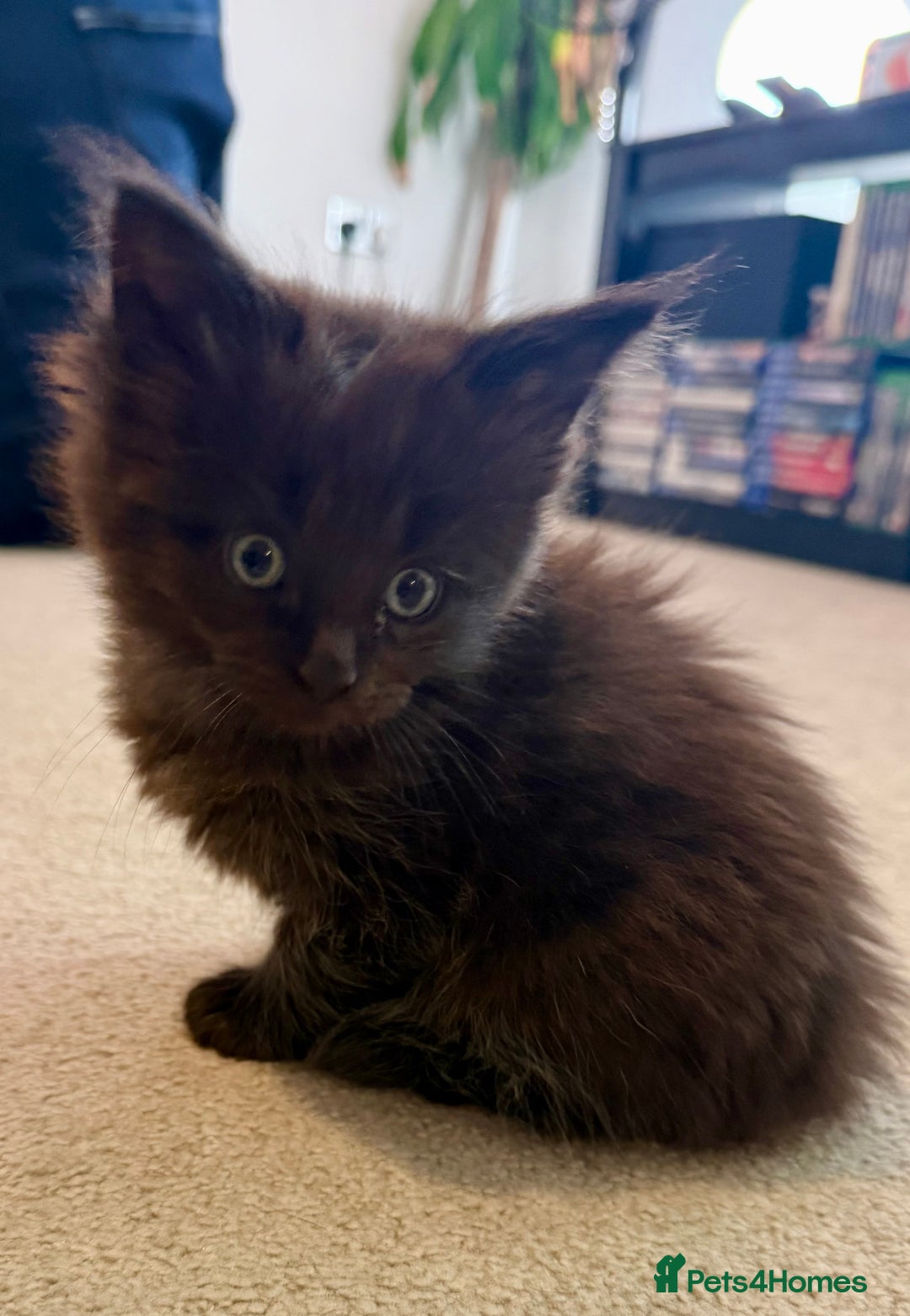 Maine Coon cats for sale:  Adorable Ragdoll x Maine Coon Kittens  - Image 10