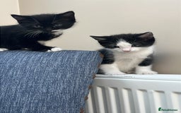 Mixed Breed cats for sale: British Shorthair Cross kittens  - Image 4