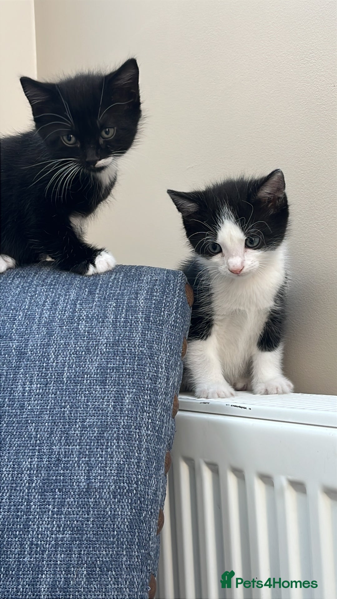 Mixed Breed cats for sale: British Shorthair Cross kittens  - Image 4