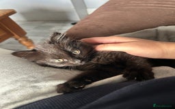 Mixed Breed cats for sale: 2 black kittens for sale. - Advert 10