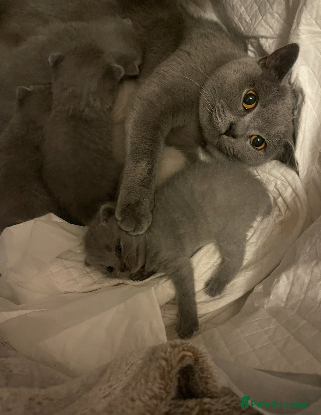 British Shorthair cats for sale: 🐾 Meet Leia- Female British Shorthair 🐾  - Advert 8