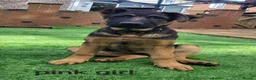 German Shepherd dogs for sale: German sheperd - Advert 1