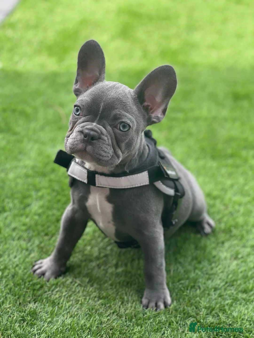 French Bulldog dogs for sale: French bulldog puppies ready for new homes - Advert 17