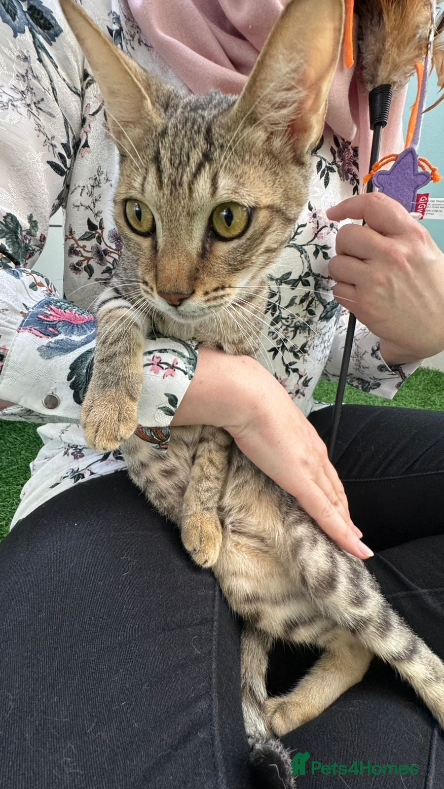 Mixed Breed cats [Indoors Only] Ash - Playful & Social Kitty! - Advert 1