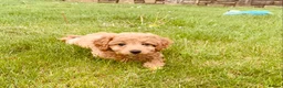 Cavachon dogs for sale: Outstanding Cavapoochon Puppies  - Advert 6