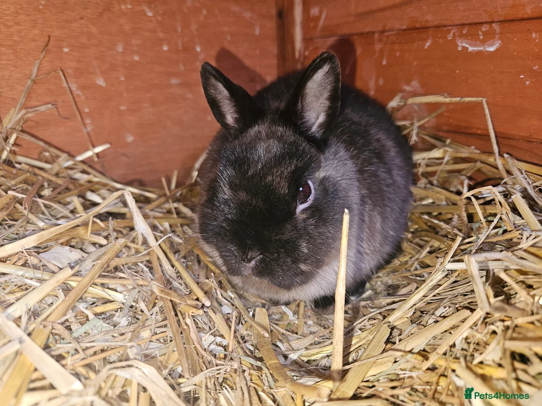 Mixed Breed rabbits for sale: Netherland Dwarf sable buck* last one left** - Advert 13