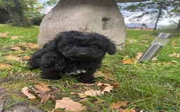Poochon dogs for sale:  F1b poochon pups health tested parents licensed  - Image 10