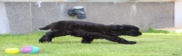 Cavapoo dogs for sale: Beautiful Cavapoo puppies for sale - Advert 8