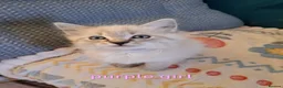 Mixed Breed cats for sale: Asap beautiful kittens available  - Advert 4