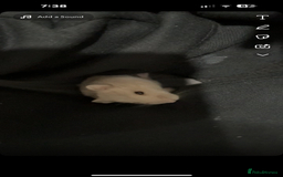 Hamster rodents for sale: Dwarf hamster - Image 1