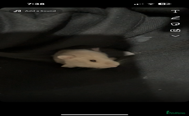Hamster rodents - Advert 5