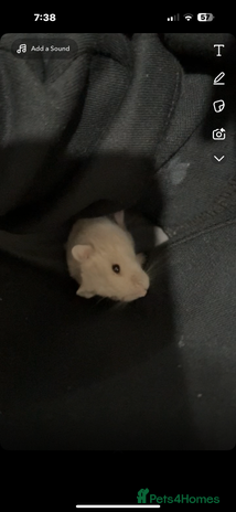 Hamster rodents - Advert 16
