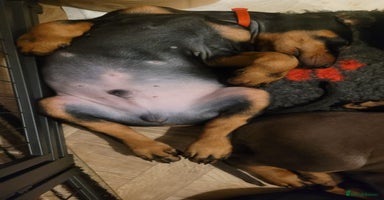 Dobermann dogs Exceptional Doberman - Advert 1