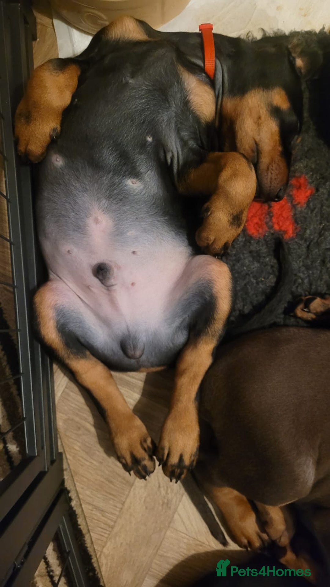 Dobermann dogs for sale: Exceptional Doberman - Advert 5