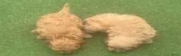 Cavapoo dogs for sale: One Male ready to leave now   - Advert 10