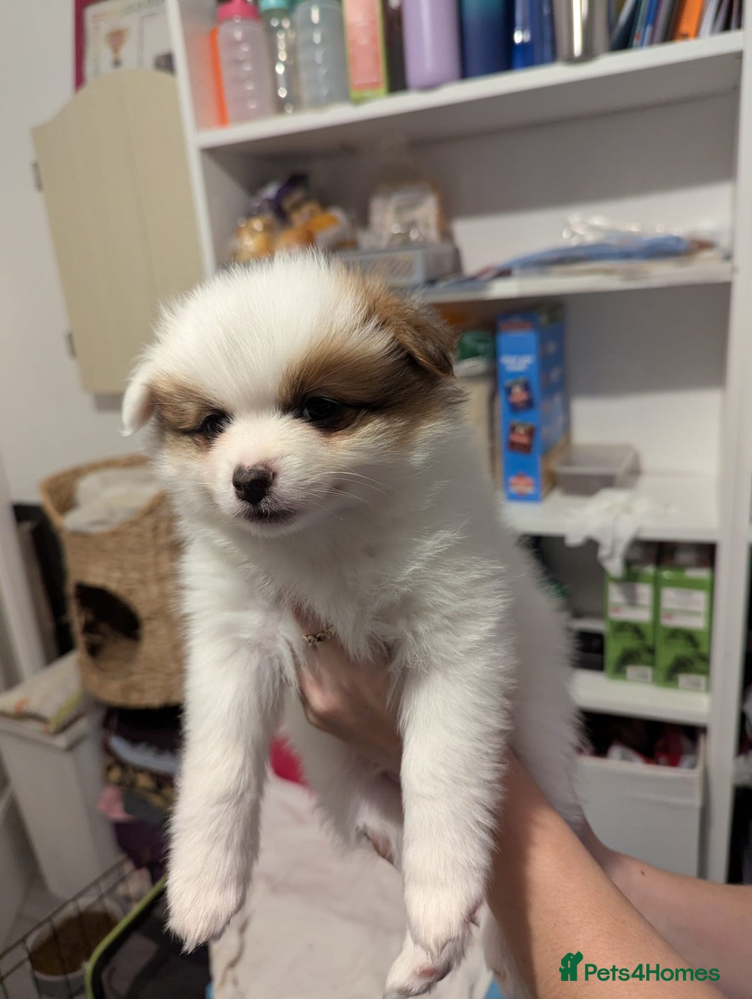 Pomeranian dogs for sale: Beautiful pom puppies - Advert 11