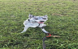 Mixed Breed dogs for adoption: STUNNING SMUDGE - Image 2
