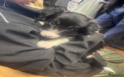 Border Collie dogs for sale: 7 collie puppies available end of October  - Image 1