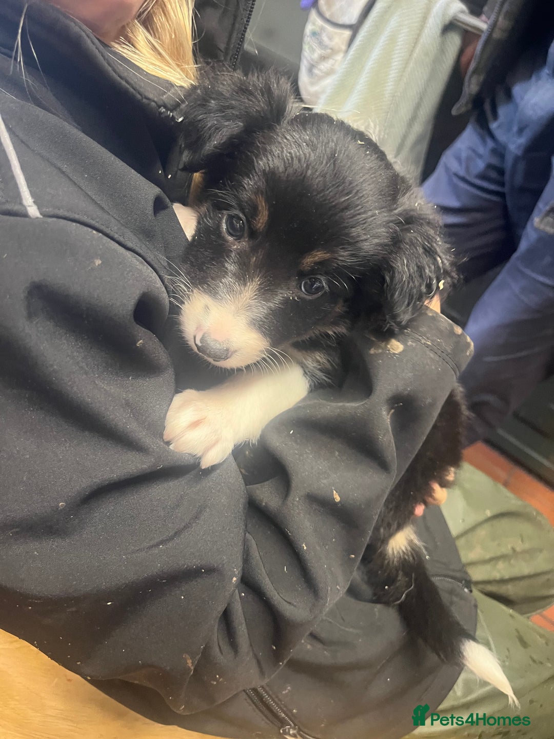 Border Collie dogs for sale: 7 collie puppies available end of October  - Image 1