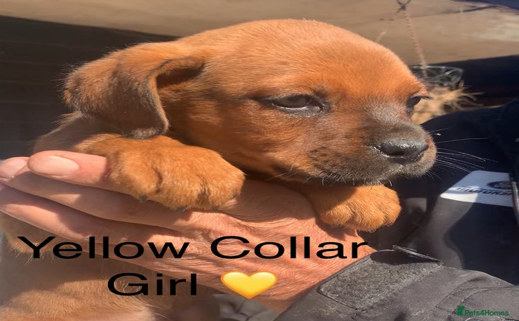 Mixed Breed dogs - Advert 7