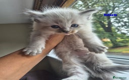 Ragdoll cats for sale:  🐾✨ Ragdoll Kittens! ✨🐾  - Image 4