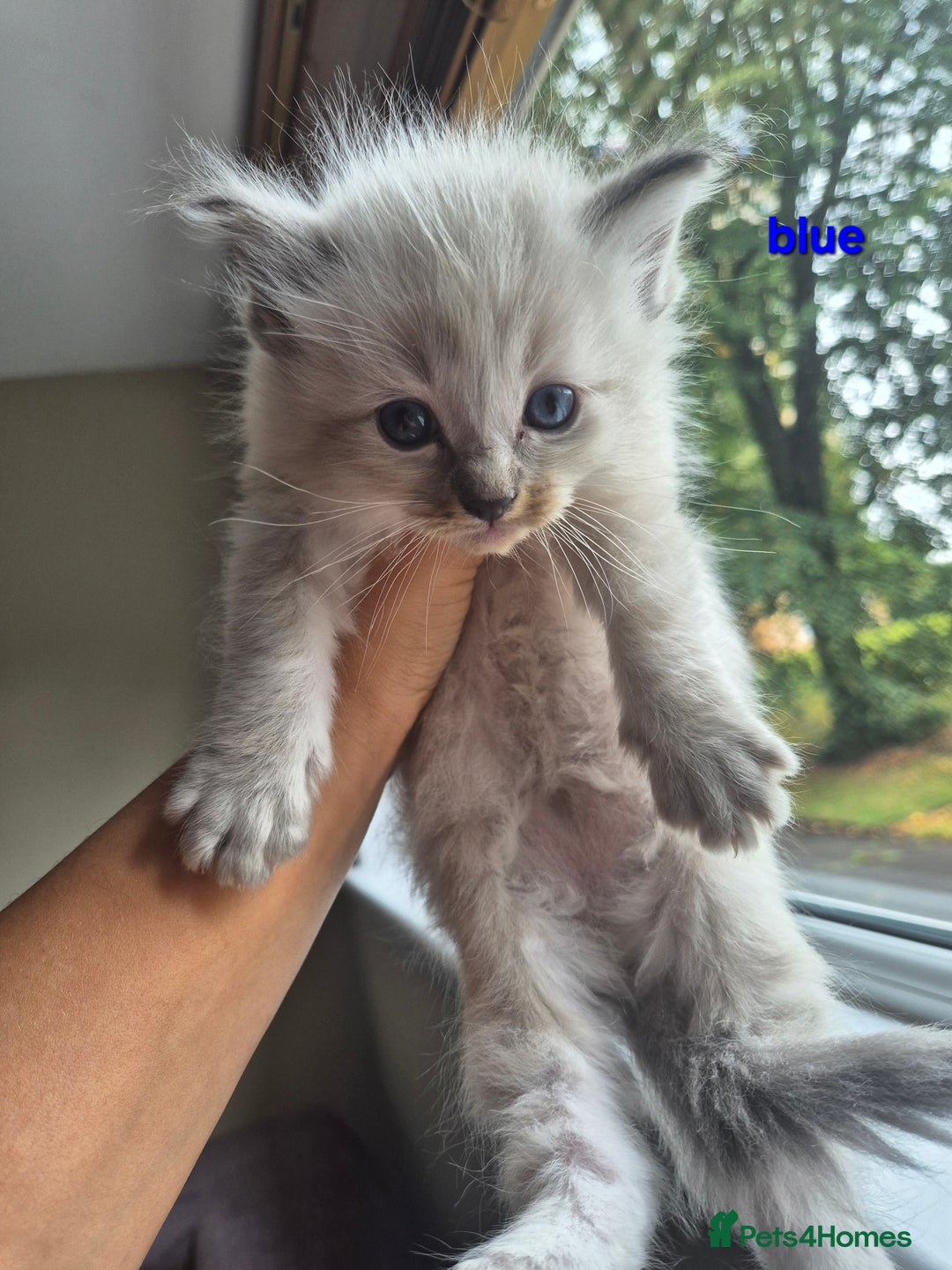 Ragdoll cats for sale:  🐾✨ Ragdoll Kittens! ✨🐾  - Image 4