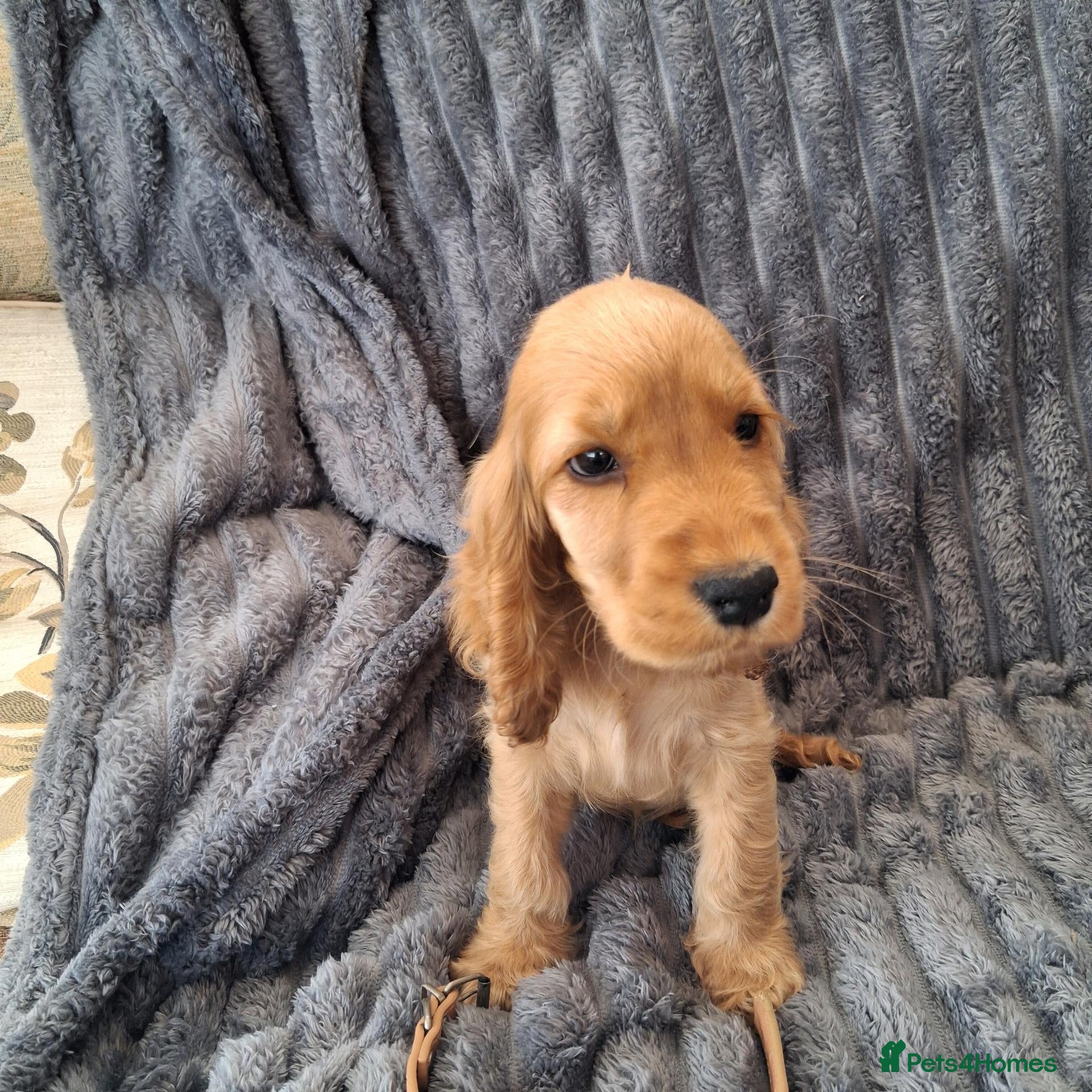 Cocker Spaniel dogs Health tested kc reg golden show cocker spaniels - Advert 1
